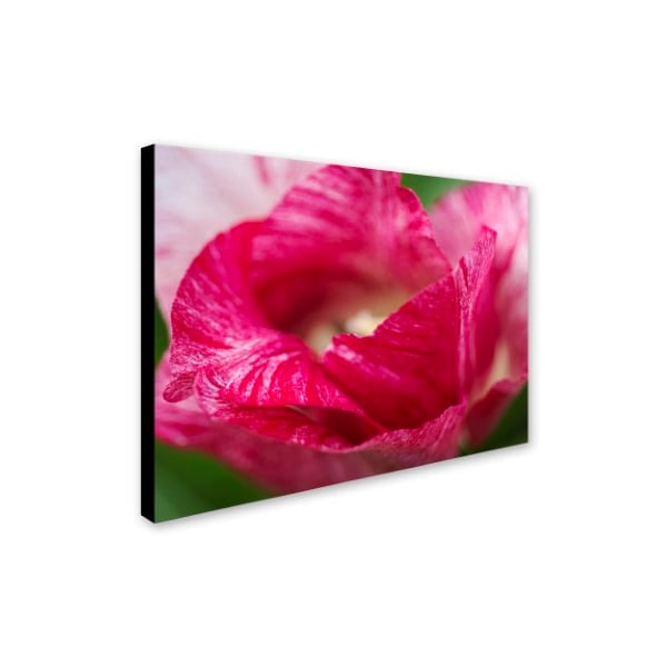 Kurt Shaffer 'Peppermint Tulip' Canvas Art,24x32